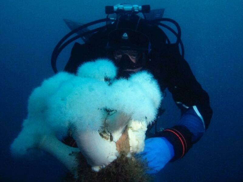 Marbendill köfunarskóli. Næturköfun Night Dive - Næturköfunarnámskeið. Haukur skoðar sæfífla í myrkrinu.