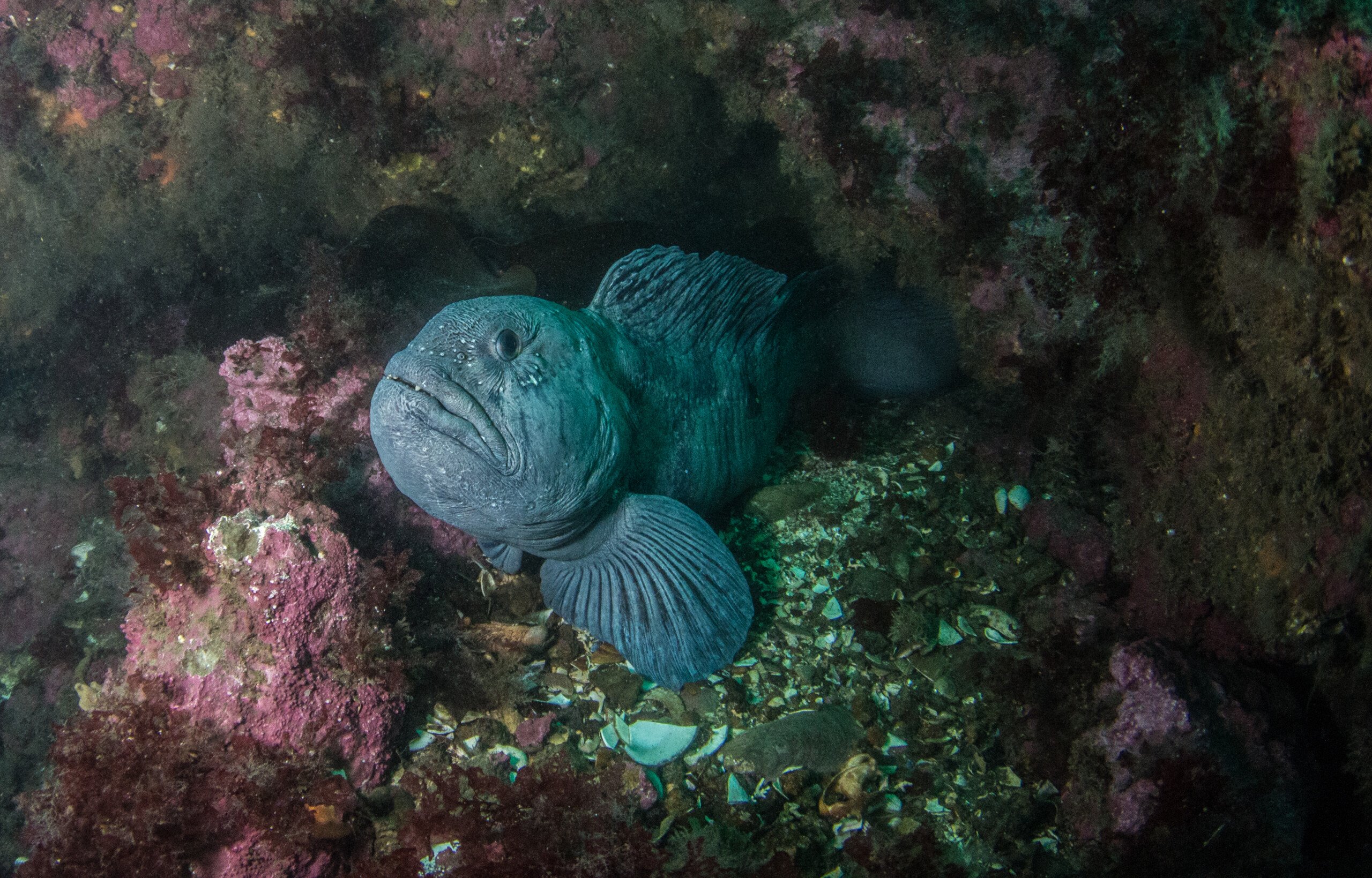 PADI Night Diving Specialty – Næturköfunarnámskeið